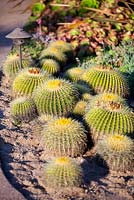 Echinocactus grusonii, Golden Barrel cactus at Suzy Schaefer's garden, Rancho Santa Fe, California, USA