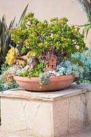 Suzy Schaefer's garden, Rancho Santa Fe, California, USA. Terracotta container with a Crassula ovata plant and other succulents.