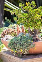 Crassula ovata in succulant display in terracotta container. Suzy Schaefer's garden, Rancho Santa Fe, California, USA.