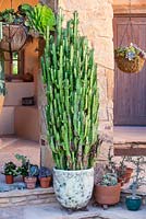 Euphorbia trigona, African milk tree in container with other succulents and cactus. Suzy Schaefer's garden, Rancho Santa Fe, California, USA