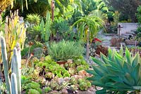 Euphorbia tirucalli and other Succulents and Cactus in Suzy Schaefer's garden, Rancho Santa Fe, California, USA.