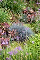 Helictotrichon sempervirens in mixed bed with succulents and pink flowerig Society Garlic. Suzy Schaefer's garden, Rancho Santa Fe, California, USA