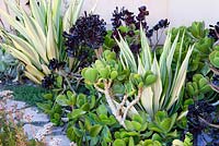 Furcraea foetida 'Medio-picta' in mixed border with Aeonium Zwartkop and other succulents. Suzy Schaefer's garden, Rancho Santa Fe, California, USA