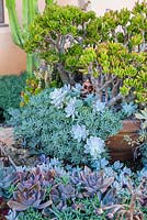 Crassula ovata and other succulents in a container. Suzy Schaefer's garden, Rancho Santa Fe, California, USA
