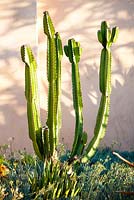 Euphorbia ingens, Candelabra tree.Suzy Schaefer's garden, Rancho Santa Fe, California, USA