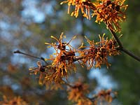 Hamamelis x intermedia Aphrodite, witch hazel, a shrub or tree, deciduous and very fragrant, flowering in winter, with rich orange flowers.