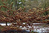 Hamamelis x intermedia 'Vesna', retaining old leaves through winter. Witch hazel, a small deciduous tree which bears spidery, brightly coloured, fragrant flowers in midwinter. 