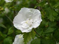 Hibiscus syriacus 'Diana', a shrub bearing white flowers in late summer.