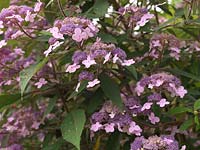 Hydrangea villosa, a deciduous shrub which from late summer bears broad, flattened heads of flowers in lue-purple, lilac-white colours. Grows to 4m high.