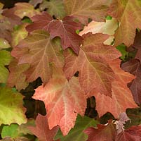 Hydrangea quercifolia, oak leaf hydrangea, has large, dramatic leaves that turn red in autumn.