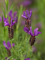 Lavandula stoechas, French lavender, a summer flowering shrub with bee-shaped, purple, aromatic flowers,