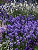 Lavandula angustifolia 'Melissa Lilac' at centre of other English lavenders, shrubs with aromatic foliage and scented flower spikes in shades of blue, purple, white or pink.
