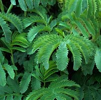 Melianthus major - Honeybush, an evergreen shrub grown for its showy, blue grey foliage. Is frost tender.