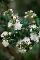 Myrtus communis, common myrtle, a bushy evergreen shrub bearing from late summer 5 petalled white flowers followed by purplish black berries. Flowers in August and September