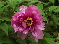 Paeonia suffruticosa 'Guillaume Tell', a tree peony with silky pink, double flowers in spring.