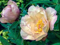 Paeonia Kelways 'Apricot Hybrid', a herbaceous peony flowering in spring with apricot yellow flowers made up of several rows of silky petals, suffused pink.
