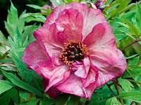 Paeonia 'Hesperus', a tree peony flowering in spring with rose pink flowers made up of several rows of silky petals, suffused darker pink at edges.