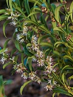 Sarcococca hookeriana, Christmas sweet box, evergreen shrub with clusters of tiny white fragrant flowers in winter.