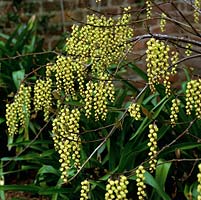 Stachyurus chinensis, a spreading, deciduous shrub bearing bell-shaped flowers in racemes from late winter.