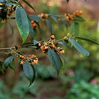 Sycopsis sinensis, a conical shrub with small oblong, leathery leaves. From winter into spring, clusters of brown felted buds opening to show spidery, red and gold flowers.