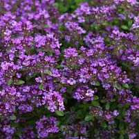 Thymus 'Creeping Lemon' - also T. pulegioides 'Kurt', thyme, an aromatic, evergreen herb, very low-growing and good for ground cover. Has both culinary and medicinal uses.