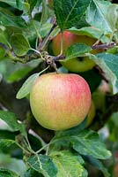 Malus 'Meridia' is an English desert apple with good disease resistance. It is a cross between Cox's Orange Pippin and Falstaff.
