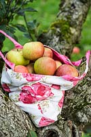 A floral bag filled with late cropping eating apples harvested from the orchard at Wisley, which holds the old national Malus collection.
