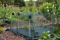 An allotment in mid summer - Strawberry plants planted through membrane and covered with protective netting