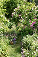 Path leading through rose garden, Rosa 'Ispahan', Geranium psilostemon, Geranium sanguineum 'Alba', mixture of geraniums, geranium flowers in watering can,