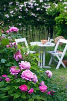 White wooden table and chairs in rose garden with Rosa 'Paul's Himalayan Musk'
