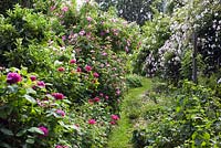 Path leading through rose garden, Rosa 'Ispahan', Rosa gallica 'Officinalis' - The Apothecary's rose , climbing roses, mixture of geranium