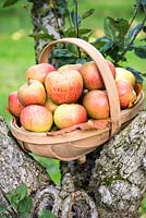 A trug filled with late cropping eating apples harvested from the orchard at Wisley, which holds the old national Malus collection.