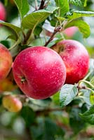 Malus 'Red Devil', a modern English eating apple ripening from September well into autumn