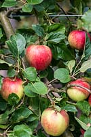Malus 'Herefordshire Russet', trained in an espalier, ripening in September