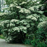 Cornus kousa, deciduous tree with green-white flowers smother tree