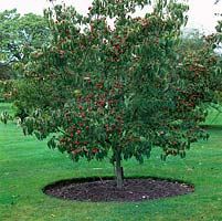 Cornus kousa var. chinensis, deciduous tree with dark green leaves with red fleshy fruit