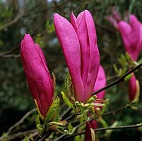 Magnolia Jane, a deciduous tree with gorgeous goblet-shaped pink flowers. Flowering in spring.