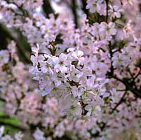 Prunus Pandora, a small flowering cherry with ascending branches which, in early spring, are masses of pink, single flowers