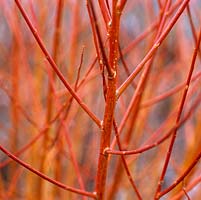 Salix alba var. vitellina Britzensis, fiery, reddish orange shoots in winter. 