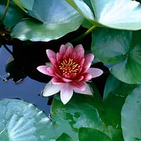 Nymphaea Escarboucle, water lily, with flat leaves floating on surface of water