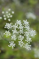 Ammi majus, an upright annual producing umbels of small white flowers in summer.