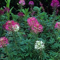Cleome hassleriana, spider flower, an annual or biennial.