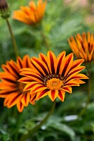 Gazania 'Kiss Orange Flame', an annual bearing striking orange striped flowers from July into autumn