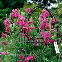 Lathyrus odoratus 'Sir Cliff'. Obelisks supports annual sweet peas. Wonderfully fragrant flower for cutting in summer.