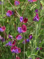 Lathyrus odoratus 'Cupani', sweet pea, trained up twigs for cutting throughout the summer.