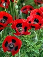 Papaver commutatum 'Ladybird' has red flowers with black spots from June