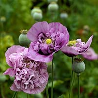 Papaver somniferum, the opium poppy, an annual producing large flowers