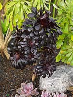 Aeonium arboreum Zwartkop, a tender succulent with black fleshy leaves.