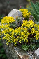 Sedum Spathulifolium Cape Blanco, a mat forming succulent with fleshy leaves and clusters of bright yellow flowers 
