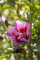 Hibiscus syriacus 'Purple Pillar'